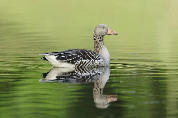 Greylag Goose -Anser anser- floating in a lake, reflected in the water, Hamburg, Germany