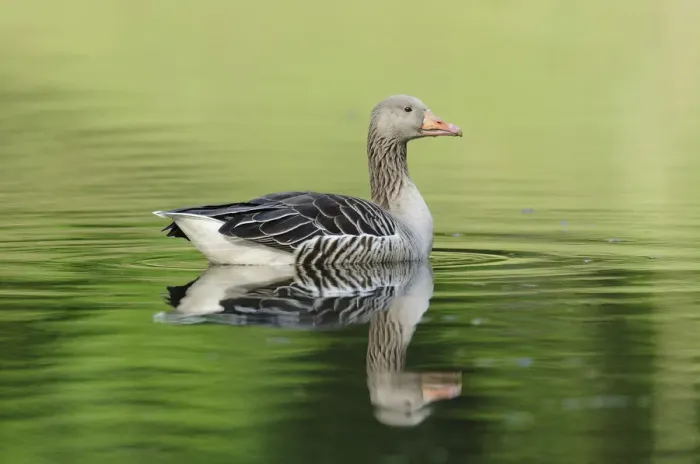 Framed Print : Greylag Goose -Anser anser- floating in a lake, reflected in the water, Hamburg, Germany Framed Print : Greylag Goose -Anser anser- floating in a lake, reflected in the water, Hamburg, Germany