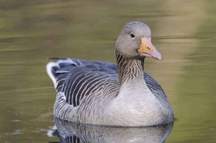 Framed Print : Greylag Goose -Anser anser- floating in a lake, Hamburg, Germany