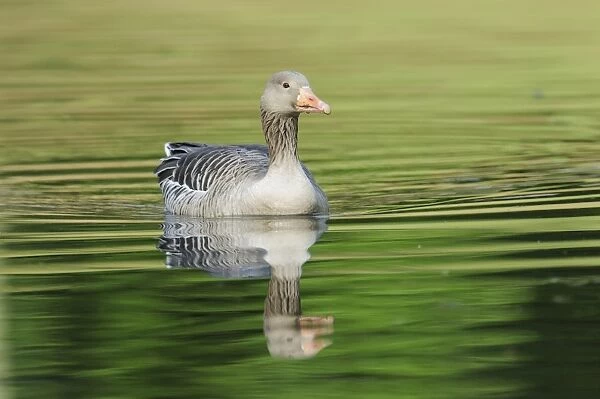 Greylag Goose -Anser anser- floating in a lake, Hamburg, Germany