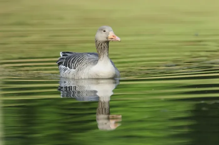 Framed Print : Greylag Goose -Anser anser- floating in a lake, Hamburg, Germany