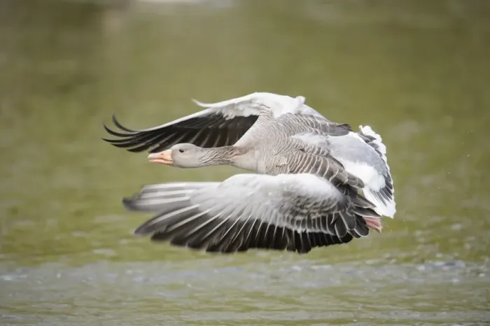 Framed Print : Greylag goose -Anser anser- flying low over a lake, Hamburg, Germany Framed Print : Greylag goose -Anser anser- flying low over a lake, Hamburg, Germany