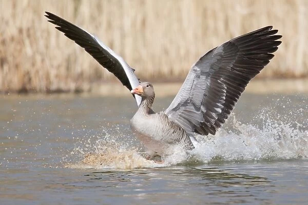 Greylag Goose -Anser anser- landing on water, North Hesse, Hesse, Germany