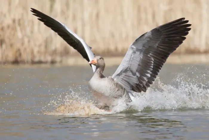 Framed Print : Greylag Goose -Anser anser- landing on water, North Hesse, Hesse, Germany Framed Print : Greylag Goose -Anser anser- landing on water, North Hesse, Hesse, Germany