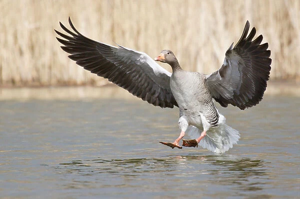 Greylag Goose -Anser anser- shortly before landing on water, North Hesse, Hesse, Germany