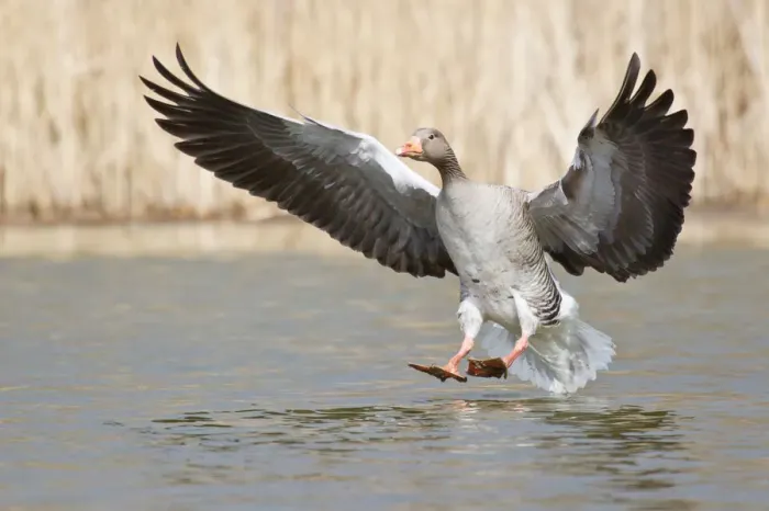 Framed Print : Greylag Goose -Anser anser- shortly before landing on water, North Hesse, Hesse, Germany Framed Print : Greylag Goose -Anser anser- shortly before landing on water, North Hesse, Hesse, Germany