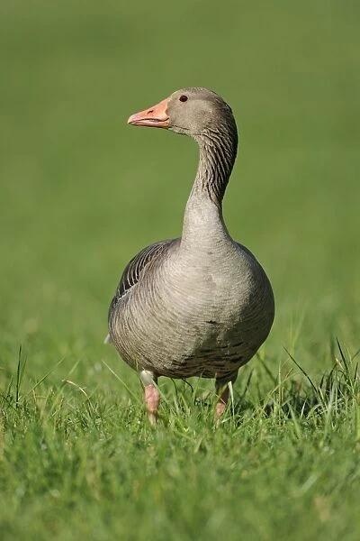 Greylag Goose -Anser anser- standing in a meadow, Erfurt, Thuringia, Germany