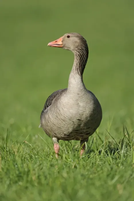 Framed Print : Greylag Goose -Anser anser- standing in a meadow, Erfurt, Thuringia, Germany Framed Print : Greylag Goose -Anser anser- standing in a meadow, Erfurt, Thuringia, Germany