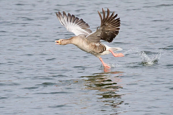 Greylag Goose -Anser anser- taking off from water, North Hesse, Hesse, Germany