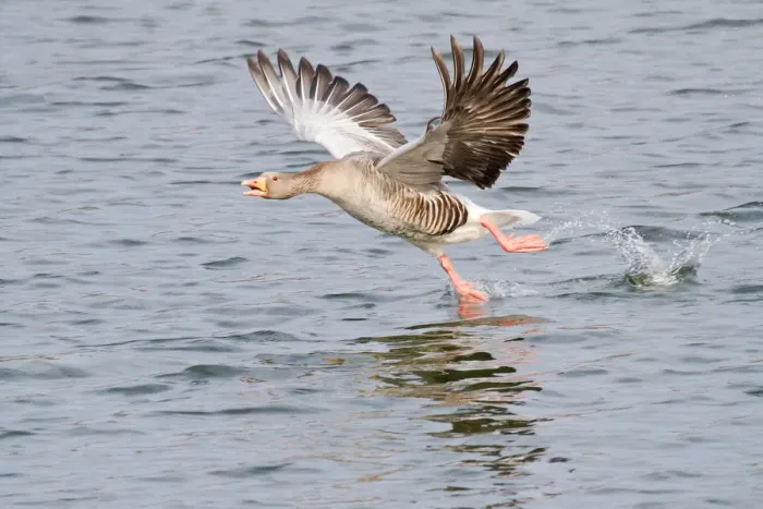 Framed Print : Greylag Goose -Anser anser- taking off from water, North Hesse, Hesse, Germany Framed Print : Greylag Goose -Anser anser- taking off from water, North Hesse, Hesse, Germany