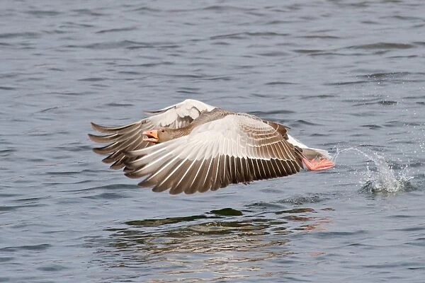 Greylag Goose -Anser anser- taking off from water, North Hesse, Hesse, Germany