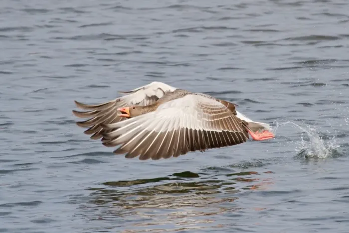 Framed Print : Greylag Goose -Anser anser- taking off from water, North Hesse, Hesse, Germany Framed Print : Greylag Goose -Anser anser- taking off from water, North Hesse, Hesse, Germany