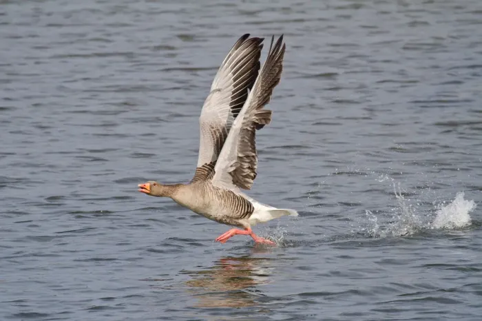 Framed Print : Greylag Goose -Anser anser- taking off from water, North Hesse, Hesse, Germany Framed Print : Greylag Goose -Anser anser- taking off from water, North Hesse, Hesse, Germany
