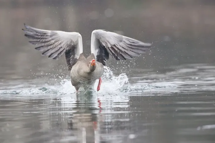 Framed Print : Greylag Goose -Anser anser- taking off from water, North Hesse, Hesse, Germany Framed Print : Greylag Goose -Anser anser- taking off from water, North Hesse, Hesse, Germany