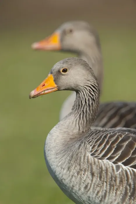 Framed Print : Greylag or Graylag geese -Anser anser-, Stuttgart, Baden-Wuerttemberg, Germany, Europe Framed Print : Greylag or Graylag geese -Anser anser-, Stuttgart, Baden-Wuerttemberg, Germany, Europe