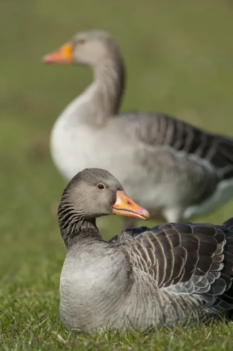 Framed Print : Greylag or Graylag geese -Anser anser-, Stuttgart, Baden-Wuerttemberg, Germany, Europe Framed Print : Greylag or Graylag geese -Anser anser-, Stuttgart, Baden-Wuerttemberg, Germany, Europe