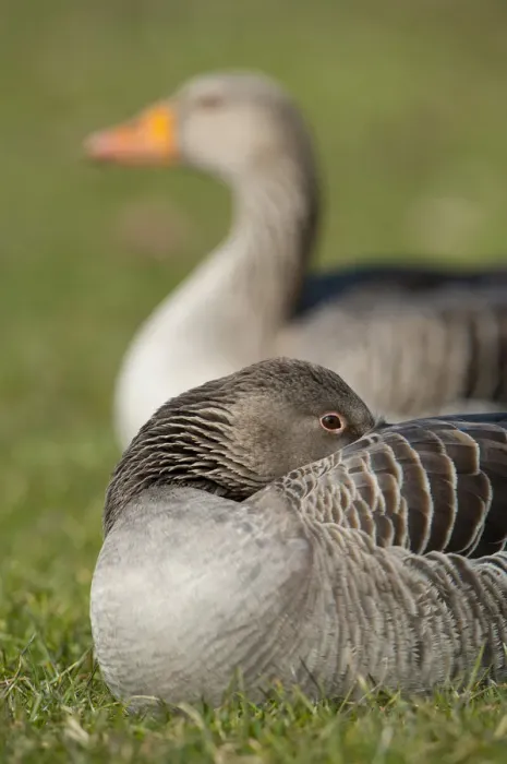 Framed Print : Greylag or Graylag geese -Anser anser-, Stuttgart, Baden-Wuerttemberg, Germany, Europe Framed Print : Greylag or Graylag geese -Anser anser-, Stuttgart, Baden-Wuerttemberg, Germany, Europe