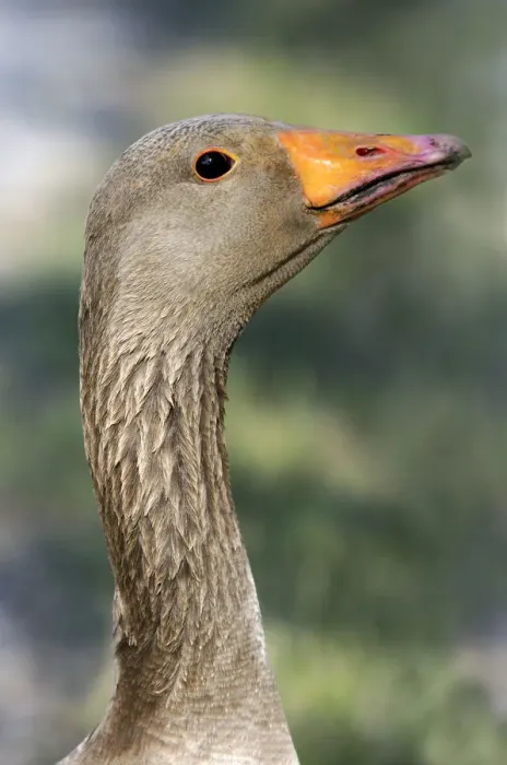 Framed Print : Greylag or Graylag goose -Anser anser-, portrait, Camargue, France, Europe Framed Print : Greylag or Graylag goose -Anser anser-, portrait, Camargue, France, Europe