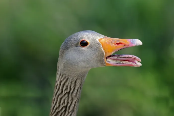 Framed Print : Greylag or Graylag goose -Anser anser-, portrait, Camargue, France, Europe Framed Print : Greylag or Graylag goose -Anser anser-, portrait, Camargue, France, Europe