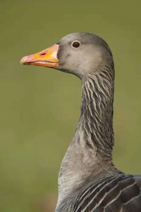 Framed Print : Greylag or Graylag goose -Anser anser-, Stuttgart, Baden-Wuerttemberg, Germany, Europe Framed Print : Greylag or Graylag goose -Anser anser-, Stuttgart, Baden-Wuerttemberg, Germany, Europe