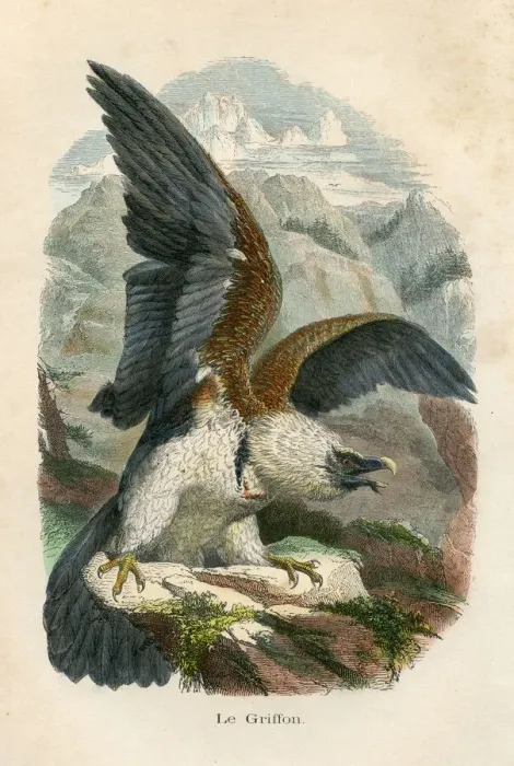 Framed Print : Griffon vulture engraving chromolitography 1880 Framed Print : Griffon vulture engraving chromolitography 1880