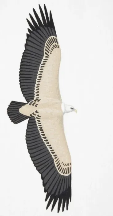 Framed Print : Griffon Vulture (Gyps fulvus), adult