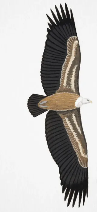 Framed Print : Griffon Vulture (Gyps fulvus), adult, underside Framed Print : Griffon Vulture (Gyps fulvus), adult, underside