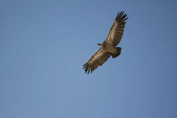 Framed Print : Griffon Vulture -Gyps fulvus- in flight, Oglanly, Balkan, Turkmenistan Framed Print : Griffon Vulture -Gyps fulvus- in flight, Oglanly, Balkan, Turkmenistan
