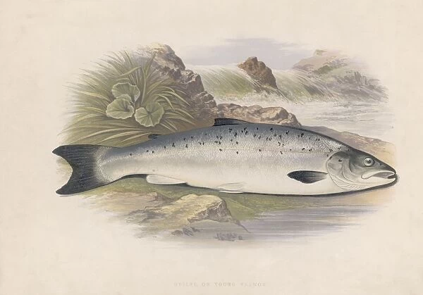 Grilse Or Young Salmon