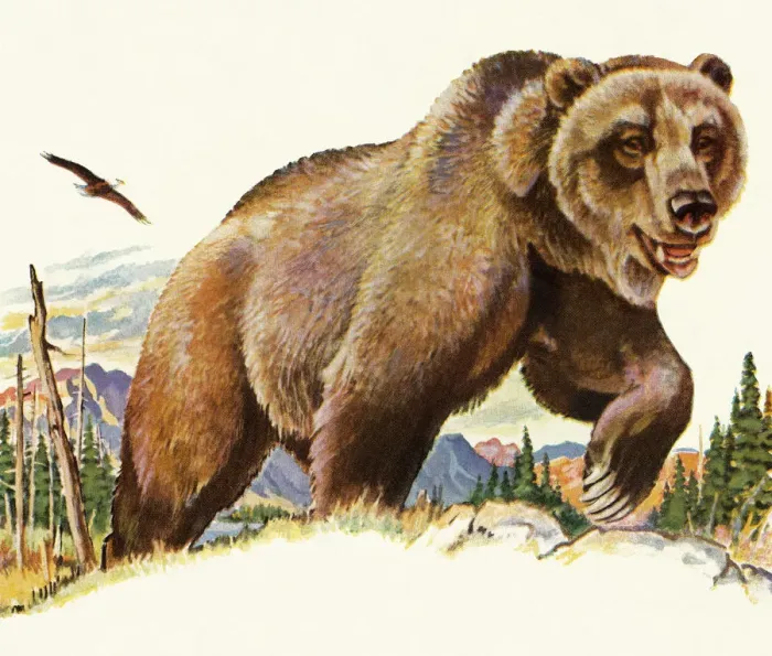 Framed Print : Grizzly Bear Framed Print : Grizzly Bear