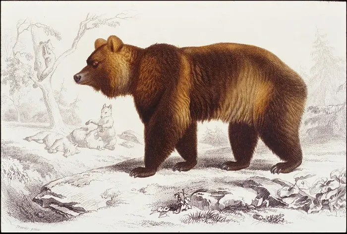 Framed Print : Grizzly Bear Framed Print : Grizzly Bear