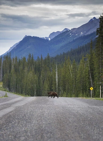 Grizzly Bear Road Crossing