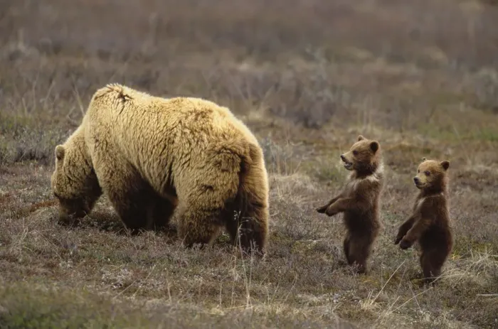 Framed Print : Grizzly bear (Ursus arctos) in field with two cubs Framed Print : Grizzly bear (Ursus arctos) in field with two cubs