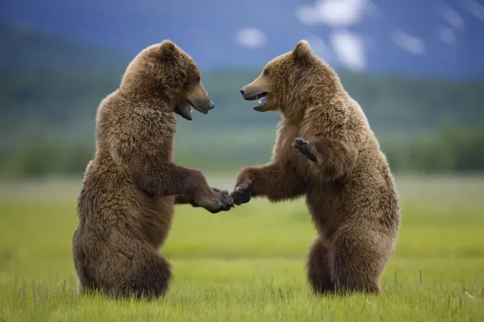 Framed Print : Grizzly Bears, Katmai National Park, Alaska