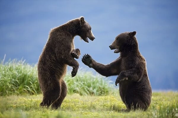 Grizzly Bears, Katmai National Park, Alaska