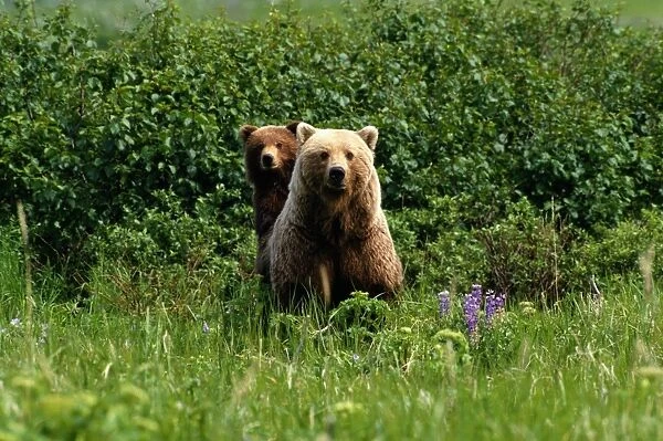 Grizzly Bears (Ursus Arctos), Alaska
