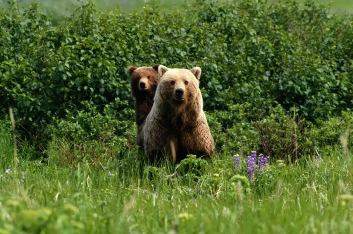 Framed Print : Grizzly Bears (Ursus Arctos), Alaska Framed Print : Grizzly Bears (Ursus Arctos), Alaska