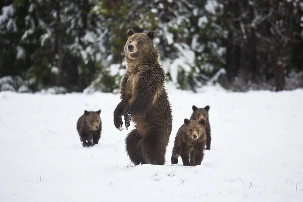 Grizzly Sow and Cubs in Snow