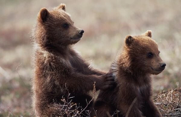 grizzly, (ursus arctos) USA, Alaska, Denali National Park, Spring cubs