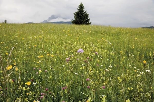 Groeblalm mountain pasture with flowers near Mittenwald, Karwendelgebirge mountains, Werdenfelser Land area, Upper Bavaria, Bavaria, Germany, Europe