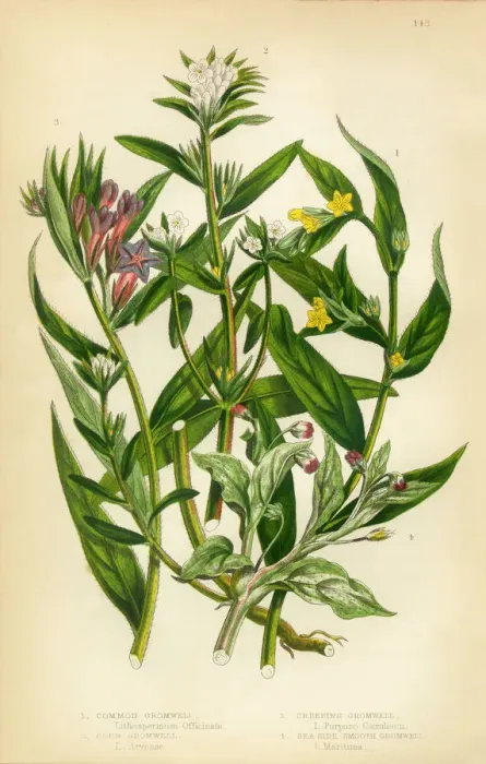 Framed Print : Gromwell, Creeping Gromwell, Stoneseed, Lithospermum, Victorian Botanical Illustration Framed Print : Gromwell, Creeping Gromwell, Stoneseed, Lithospermum, Victorian Botanical Illustration