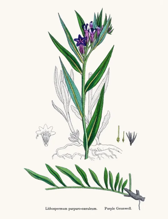 Framed Print : Gromwell flower Framed Print : Gromwell flower