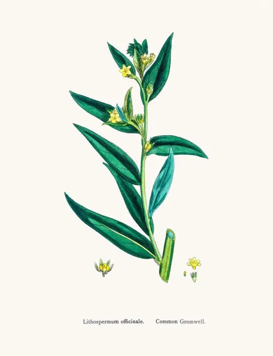 Framed Print : Gromwell flower Framed Print : Gromwell flower