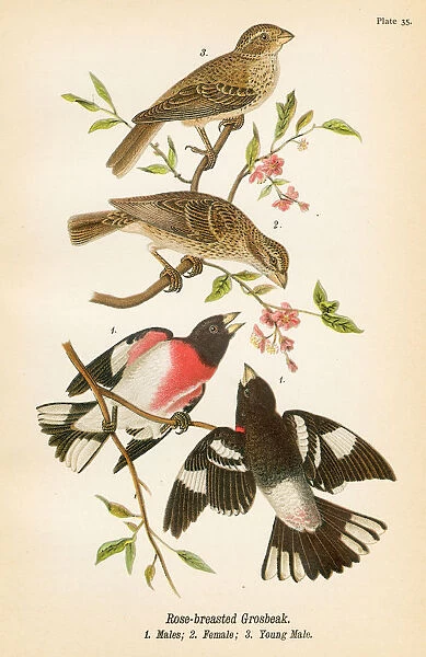 Grosbeak bird lithograph 1890