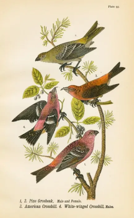 Framed Print : Grosbeak Crossbill bird lithograph 1890 Framed Print : Grosbeak Crossbill bird lithograph 1890
