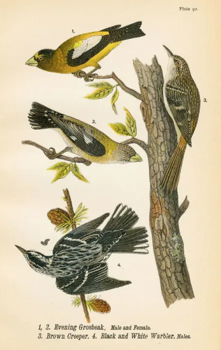 Framed Print : Grossbeak and Warbler bird lithograph 1890 Framed Print : Grossbeak and Warbler bird lithograph 1890