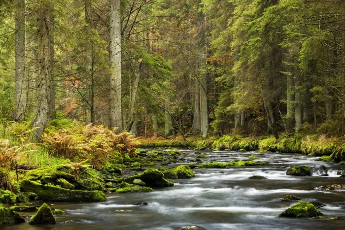 Framed Print : Grosser Regen river, autumn, Bavarian Forest National Park, Bavaria, Germany Framed Print : Grosser Regen river, autumn, Bavarian Forest National Park, Bavaria, Germany