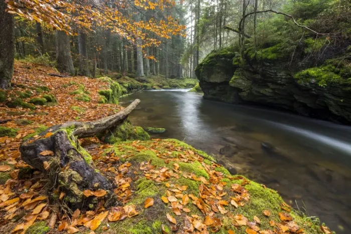 Framed Print : Grosser Regen river, autumn, Bavarian Forest National Park, Bavaria, Germany Framed Print : Grosser Regen river, autumn, Bavarian Forest National Park, Bavaria, Germany