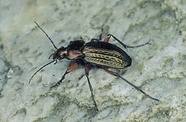 Ground Beetle species (Carabus cancellatus)