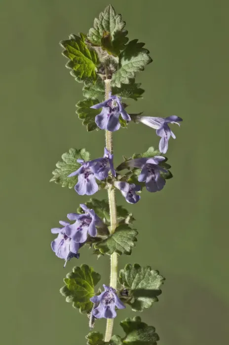 Framed Print : Ground-ivy, Gill-over-the-ground or Creeping Charlie -Glechoma hederacea-, stem with flowers, Untergroningen, Abtsgmuend, Baden-Wurttemberg, Germany Framed Print : Ground-ivy, Gill-over-the-ground or Creeping Charlie -Glechoma hederacea-, stem with flowers, Untergroningen, Abtsgmuend, Baden-Wurttemberg, Germany